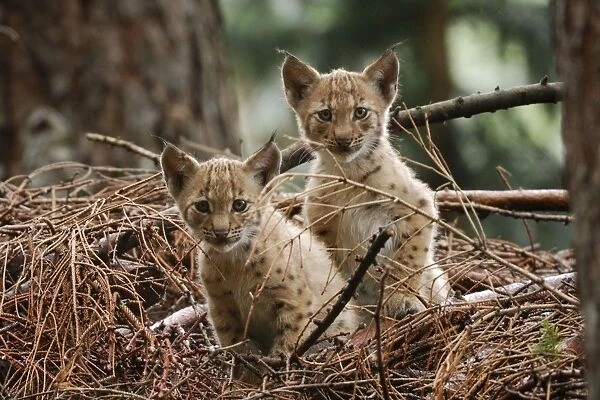 European Lynx - kitten, Germany