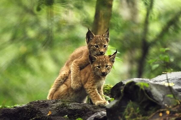 European Lynx - kitten playing, Germany