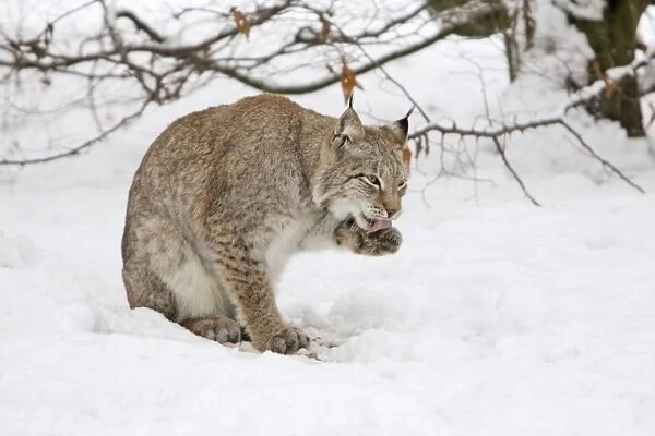 European Lynx - licking its paws, in snow, Lower Saxony, Germany