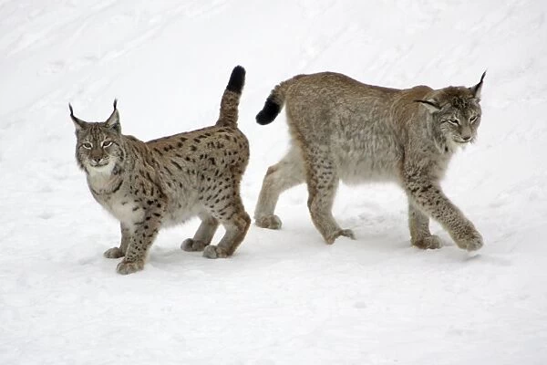 European Lynx - male and female in snow, winter Bavaria, Germany