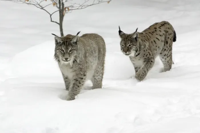 Framed Print : European Lynx - male and female walking through snow, winter Bavaria, Germany Framed Print : European Lynx - male and female walking through snow, winter Bavaria, Germany