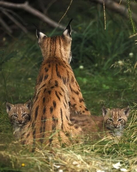 European Lynx - mother with kitten, Germany