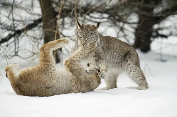 Framed Print : European Lynx - play-fighting Framed Print : European Lynx - play-fighting
