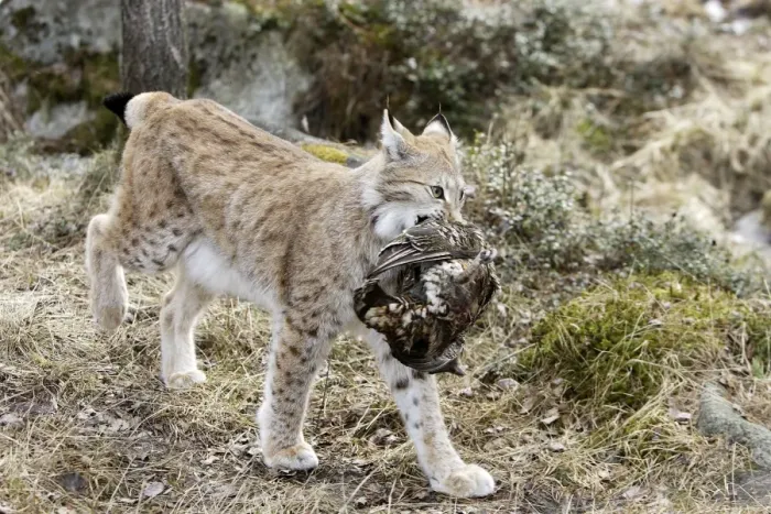 Framed Print : European Lynx - with prey of capercaillie. Finland. Captivity Framed Print : European Lynx - with prey of capercaillie. Finland. Captivity