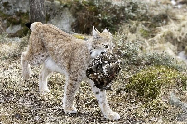 European Lynx - with prey of capercaillie. Finland. Captivity