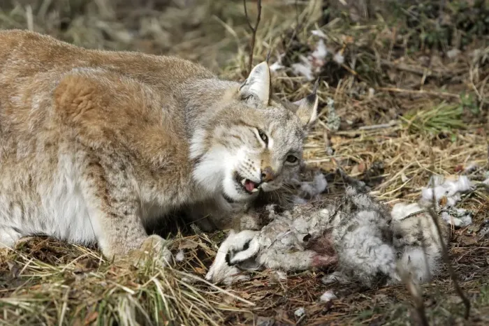 Framed Print : European Lynx - with prey of hare. Finland. Captivity Framed Print : European Lynx - with prey of hare. Finland. Captivity