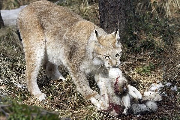 European Lynx - with prey of hare. Finland. Captivity