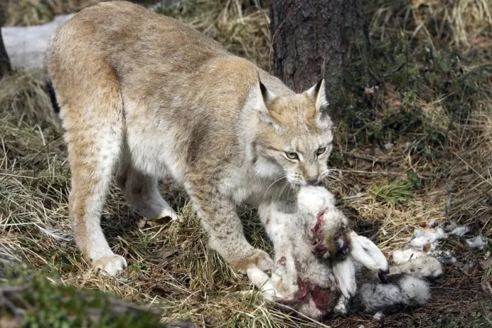 Framed Print : European Lynx - with prey of hare. Finland. Captivity Framed Print : European Lynx - with prey of hare. Finland. Captivity