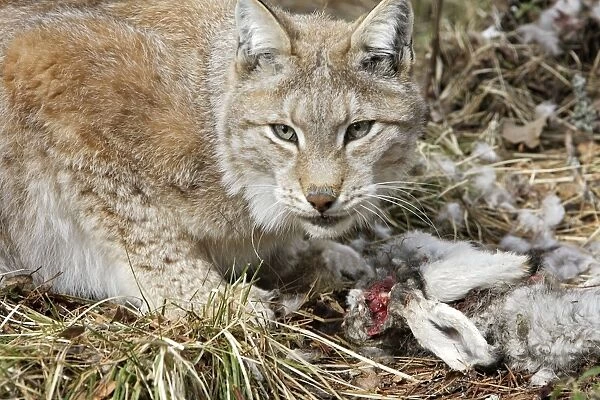 European Lynx - with prey of hare. Finland. Captivity
