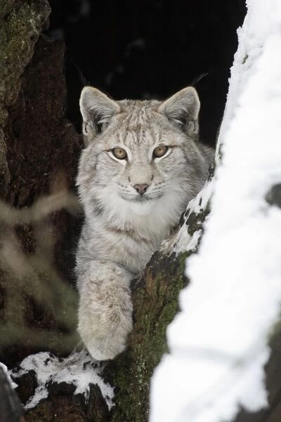 European Lynx - sitting at entrance of hollow tree, Lower Saxony, Germany