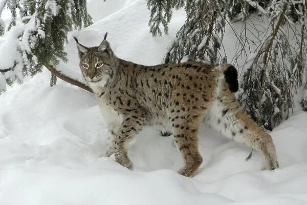 European Lynx - in snow covered forest, winter Bavaria, Germany