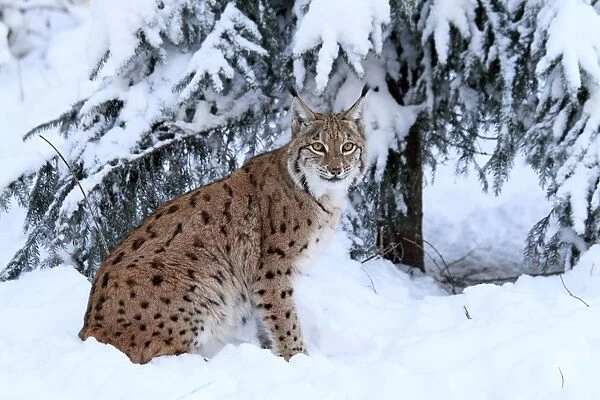 European Lynx - in snow - Germany