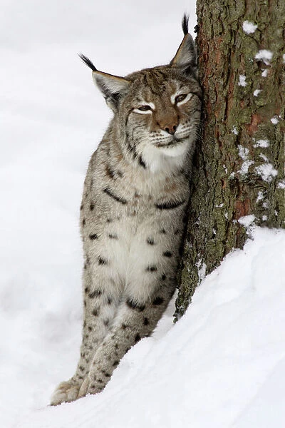 European Lynx- in snow, leaning against tree stem and purring Bavaria, Germany