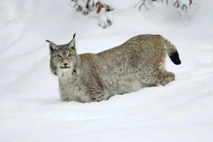 Framed Print : European Lynx - standing in deep snow, winter Bavaria, Germany Framed Print : European Lynx - standing in deep snow, winter Bavaria, Germany