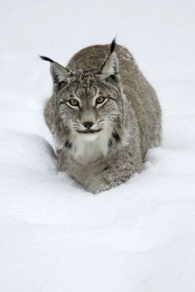 European Lynx - standing in deep snow, winter Bavaria, Germany
