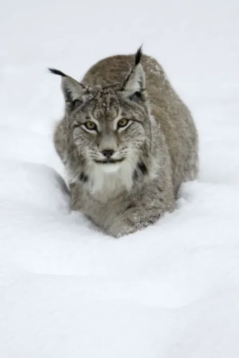 Framed Print : European Lynx - standing in deep snow, winter Bavaria, Germany Framed Print : European Lynx - standing in deep snow, winter Bavaria, Germany