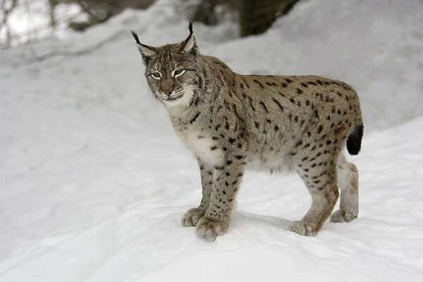 European Lynx- standing in snow, winter Bavaria, Germany