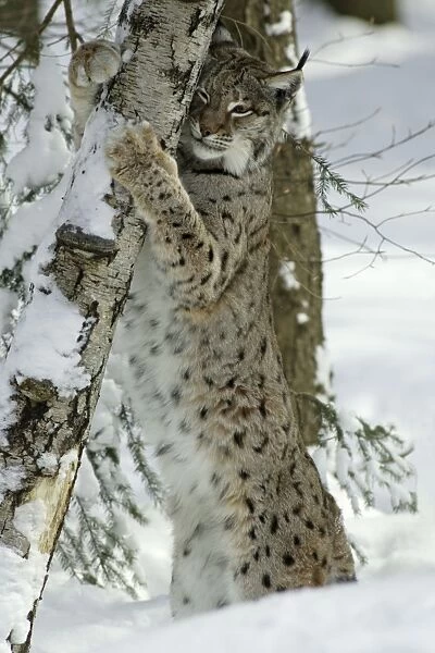 European Lynx - stretching and scratching with claws on tree stem Bavaria, Germany