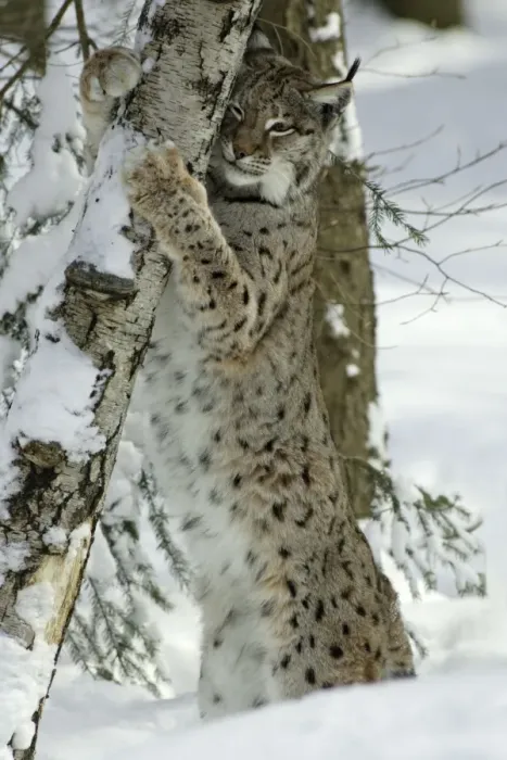 Framed Print : European Lynx - stretching and scratching with claws on tree stem Bavaria, Germany Framed Print : European Lynx - stretching and scratching with claws on tree stem Bavaria, Germany