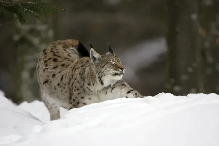 Framed Print : European Lynx- stretching itself in the snow, winter Bavaria, Germany Framed Print : European Lynx- stretching itself in the snow, winter Bavaria, Germany