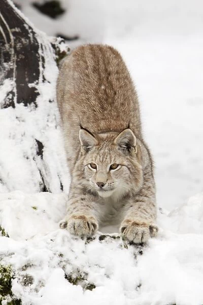 European Lynx - stretching in snow, Lower Saxony, Germany