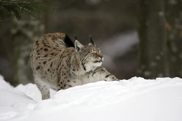 European Lynx- stretching itself in the snow, winter Bavaria, Germany