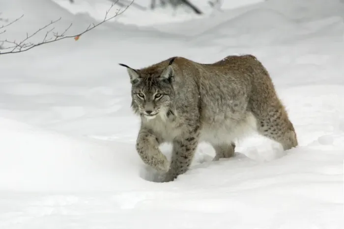 Framed Print : European Lynx - striding through deep snow, winter Bavaria, Germany Framed Print : European Lynx - striding through deep snow, winter Bavaria, Germany