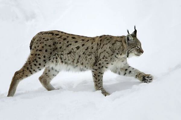 European Lynx - walking through deep snow winter Bavaria, Germany