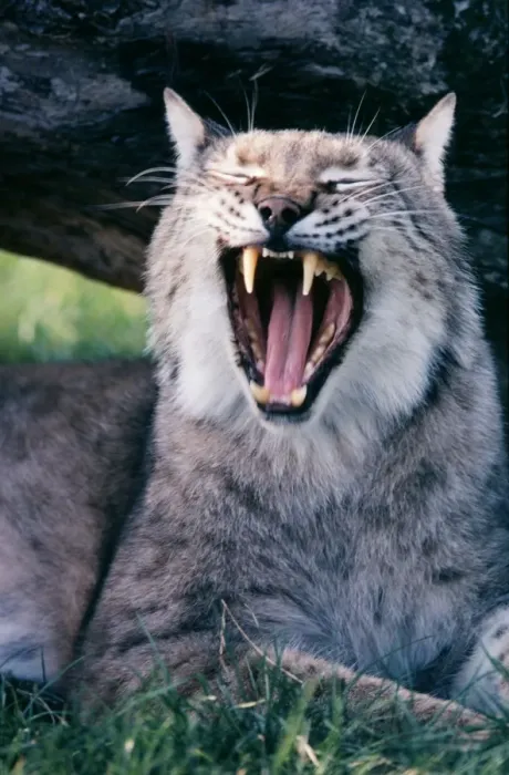 Framed Print : European Lynx - yawning Framed Print : European Lynx - yawning