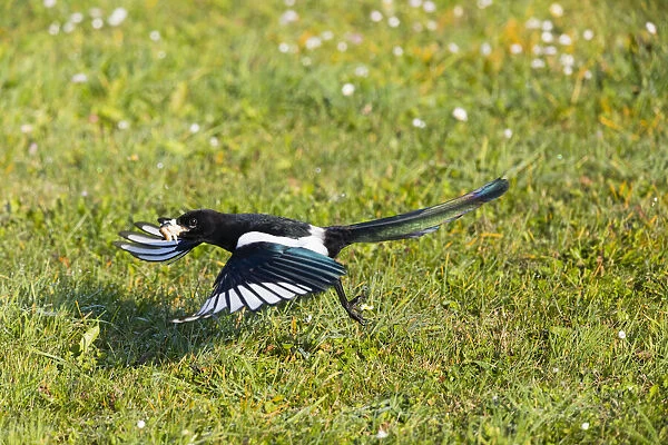 European Magpie - in flight taking off from lawn, with bread in its beak, North Hessen, Germany Date: 11-Feb-19