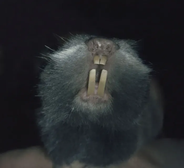 Framed Print : European Mole Rat, eastern and southern Europe. A pest in agricultural areas, but populations fragmented and now declining. Digs with its teeth Framed Print : European Mole Rat, eastern and southern Europe. A pest in agricultural areas, but populations fragmented and now declining. Digs with its teeth
