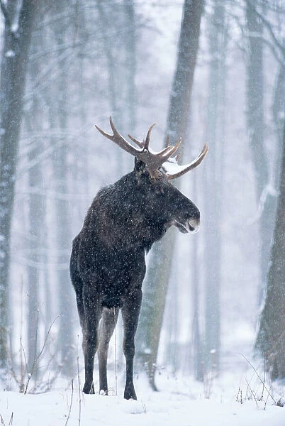 European Moose