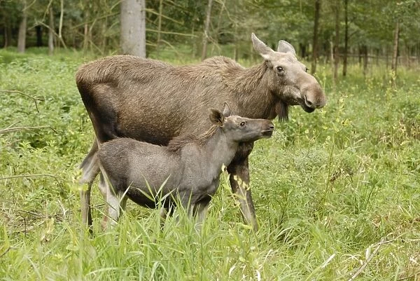 European Moose - cow with calf, Germany