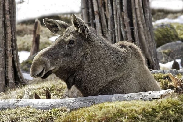 European Moose  /  Elk. Finland
