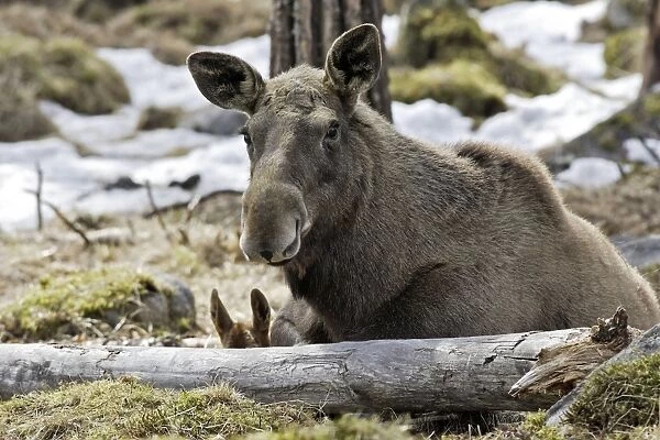 European Moose  /  Elk. Finland