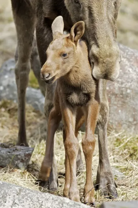 Framed Print : European Moose  /  Elk - mother with 15 day old calf. Finland