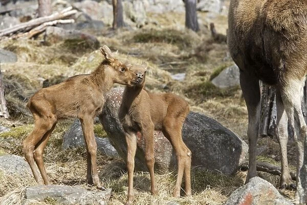 European Moose  /  Elk - mother with 15 day old calves. Finland