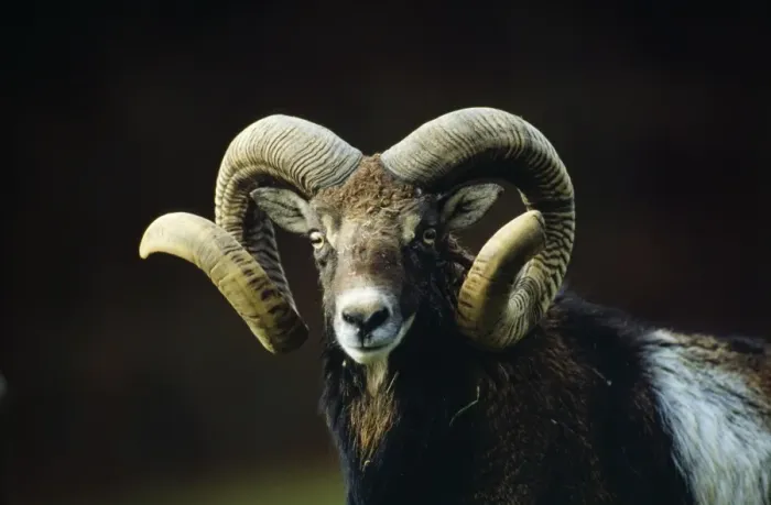Framed Print : European Mouflon SM 942 Ovis musimon © Stefan Meyers / ARDEA LONDON Framed Print : European Mouflon SM 942 Ovis musimon © Stefan Meyers / ARDEA LONDON
