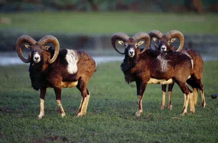 Framed Print : European Mouflon SM-943 Three males Ovis musimon © Stefan Meyers / ARDEA LONDON Framed Print : European Mouflon SM-943 Three males Ovis musimon © Stefan Meyers / ARDEA LONDON