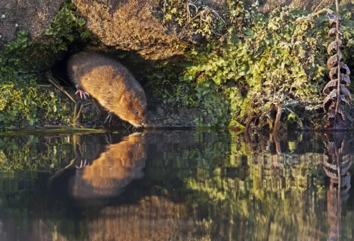 Framed Print : European / Northern Water Vole - along canal bank with reflection in early morning light - Cromford - Derbyshire - England Framed Print : European / Northern Water Vole - along canal bank with reflection in early morning light - Cromford - Derbyshire - England