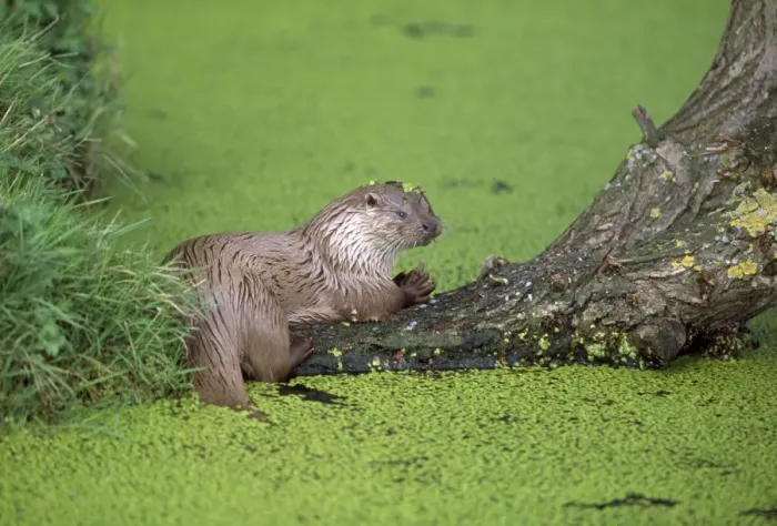 Framed Print : European Otter Framed Print : European Otter