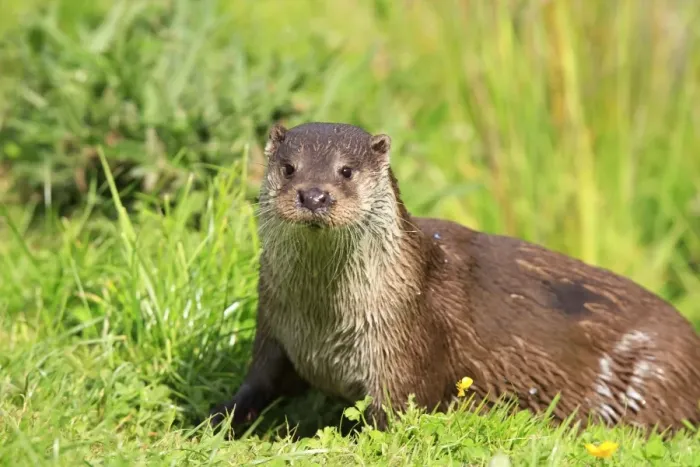 Framed Print : European Otter Framed Print : European Otter