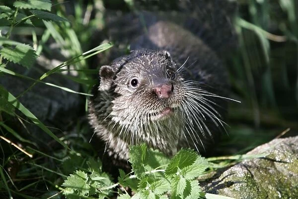 European Otter - close-up of face. Alsace - France