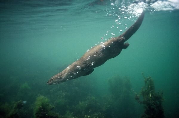 European Otter - diving down to seabed - Scotland