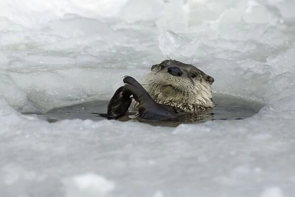 European Otter - Emerging from ice-hole in winter