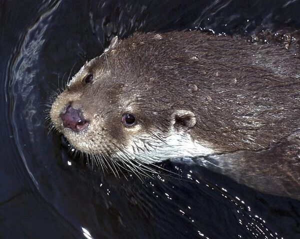 European Otter, eyes and ears on top of head to monitor surroundings without sticking too much out of the water