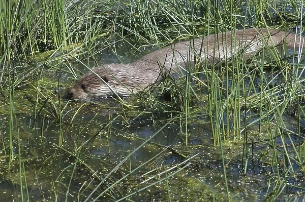 European Otter- foraging in shallow water