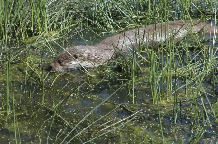 Framed Print : European Otter- foraging in shallow water Framed Print : European Otter- foraging in shallow water
