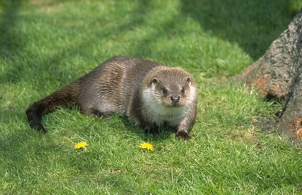 European Otter - On grass Norfolk UK