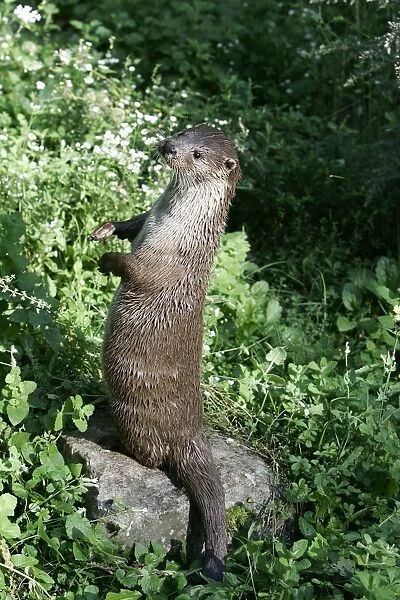 European Otter - on hind legs. Alsace - France